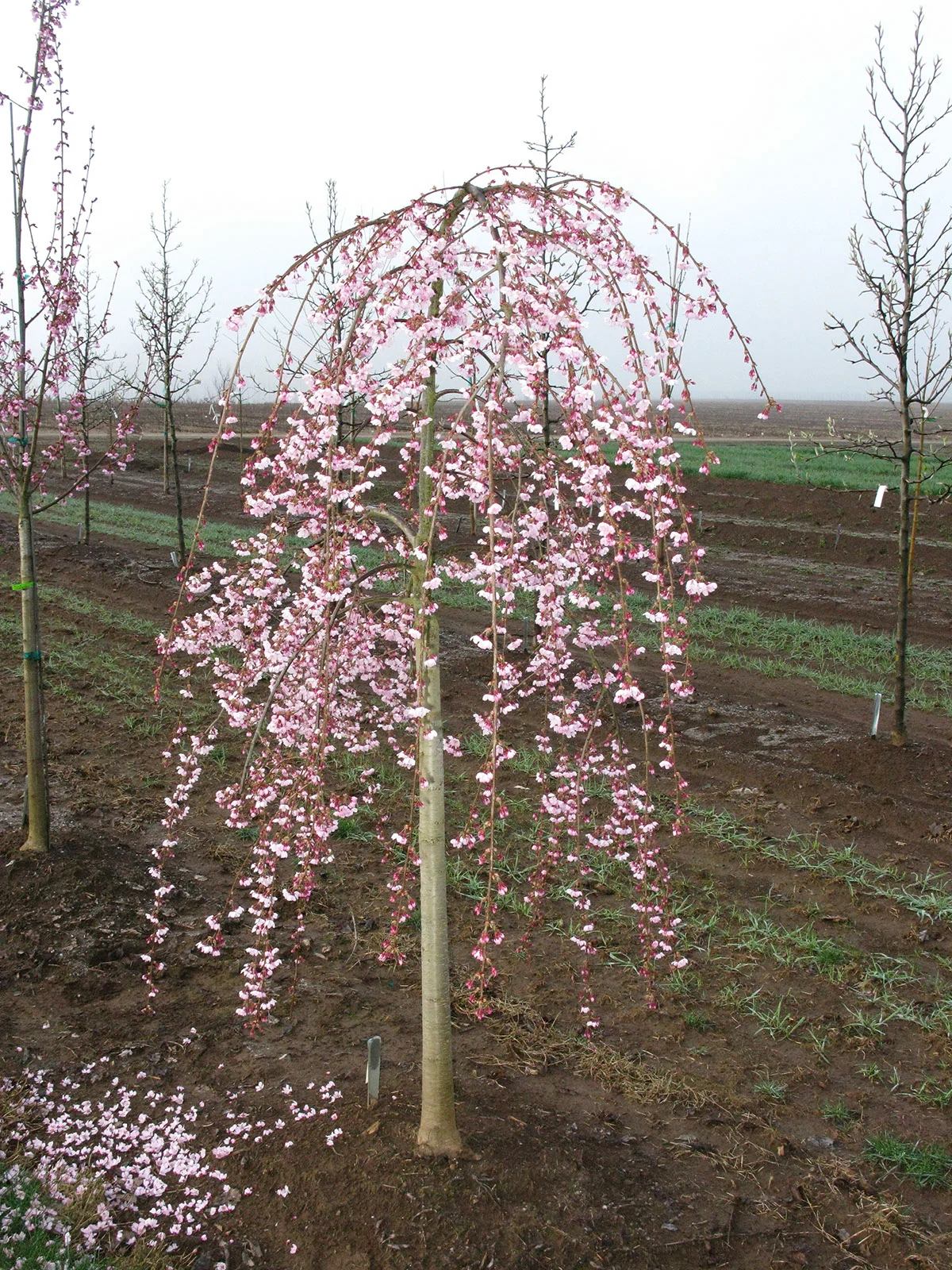 Cherry Weeping Pink Cascade