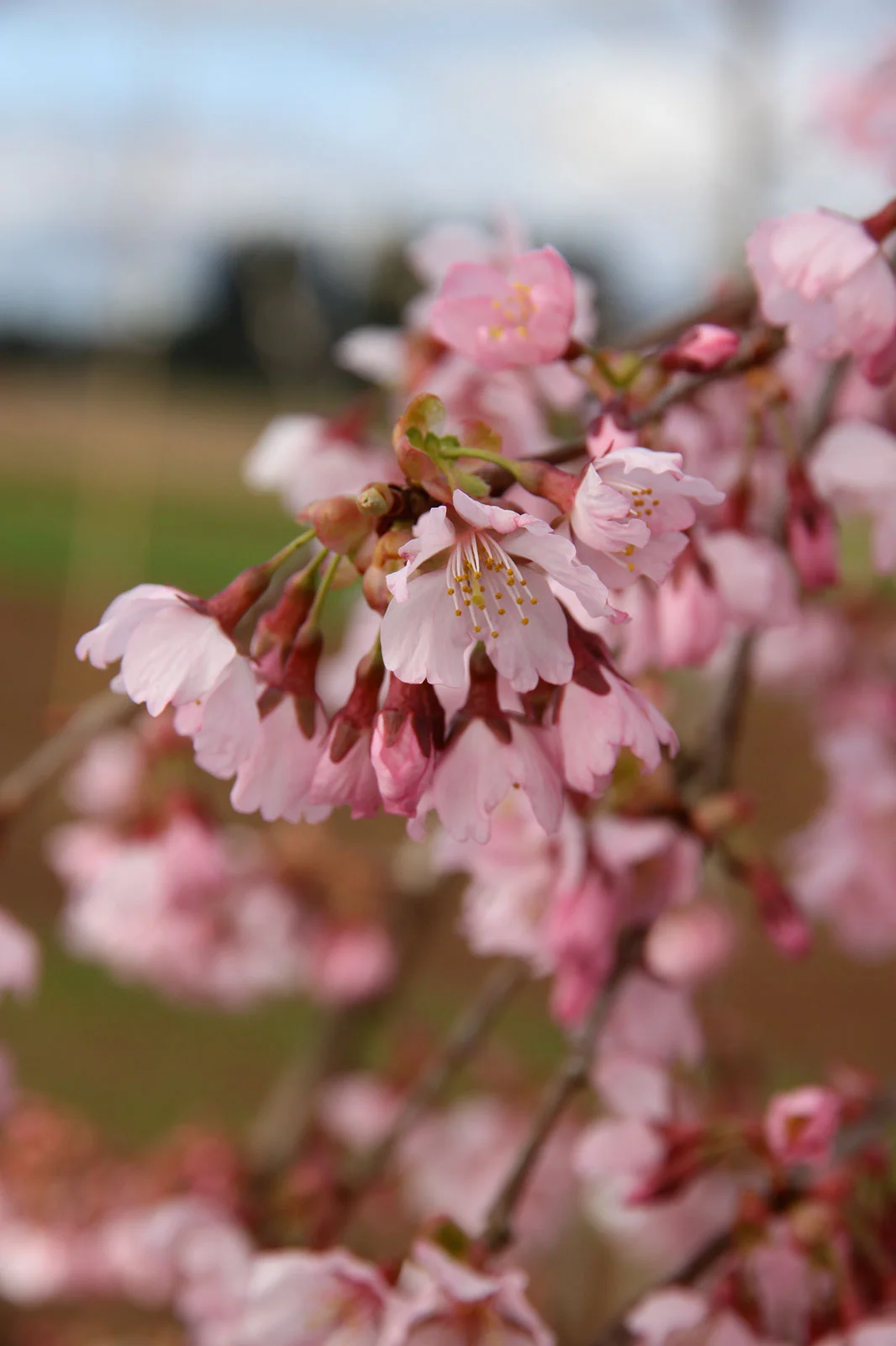 Cherry Weeping Pink Cascade