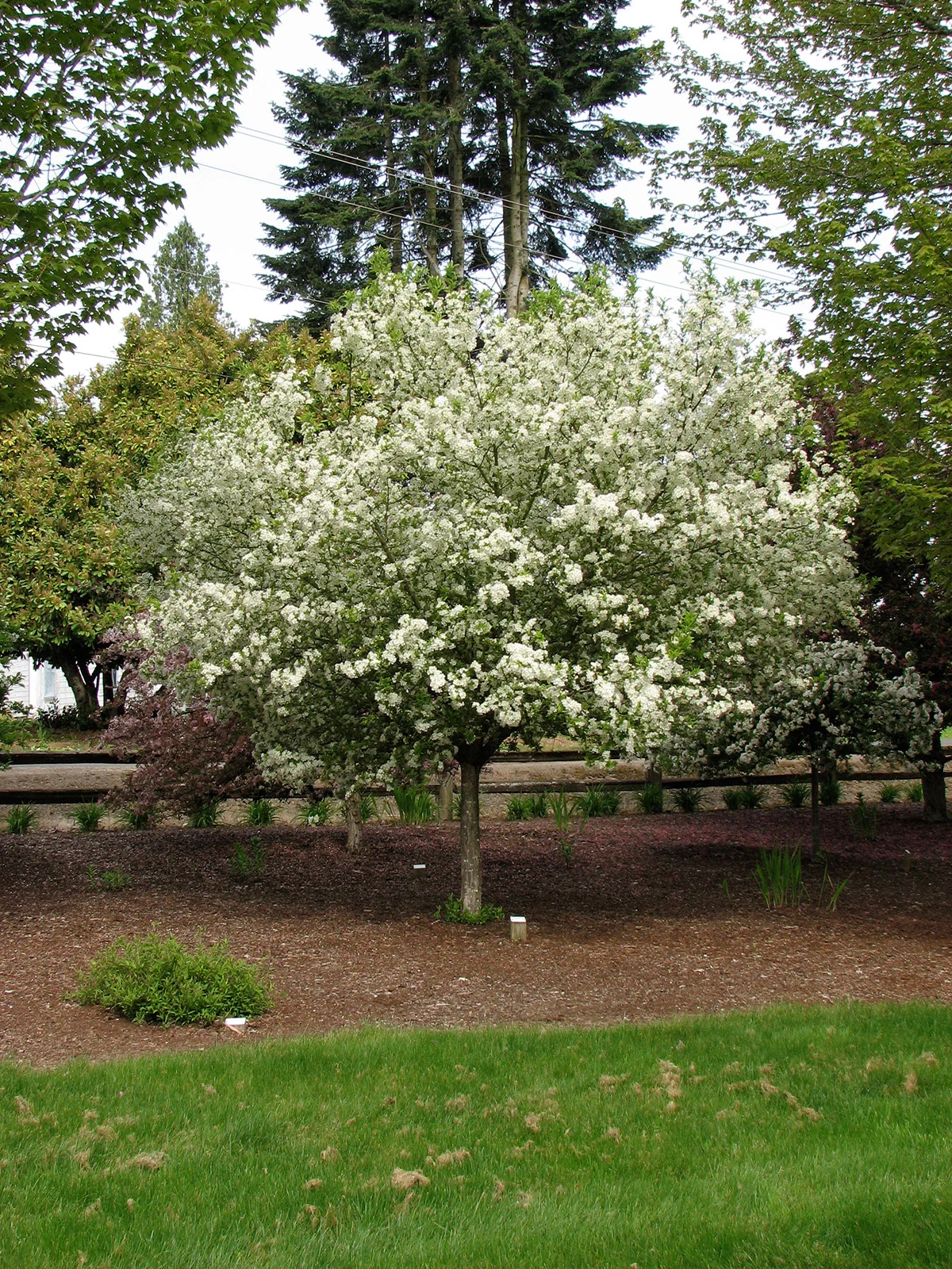 Crabapple Lollipop