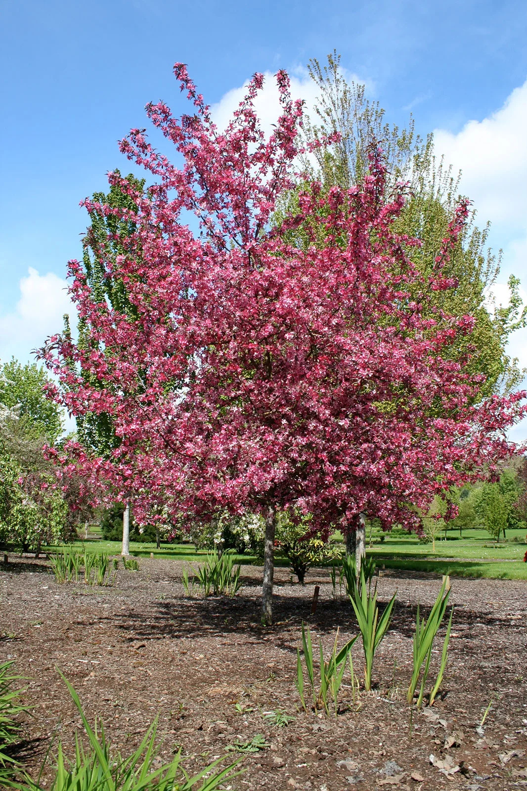 Crabapple Royal Raindrops