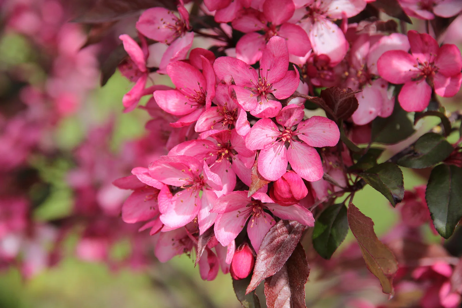 Crabapple Royal Raindrops