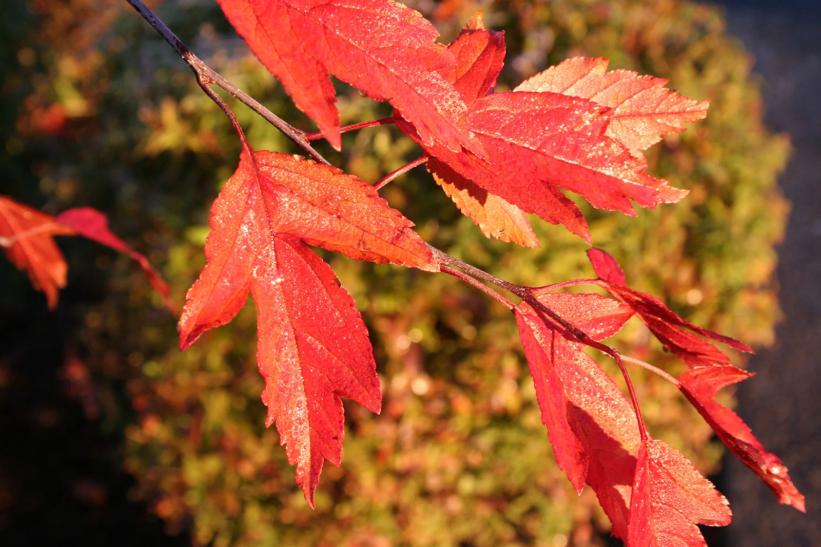 Crabapple Royal Raindrops