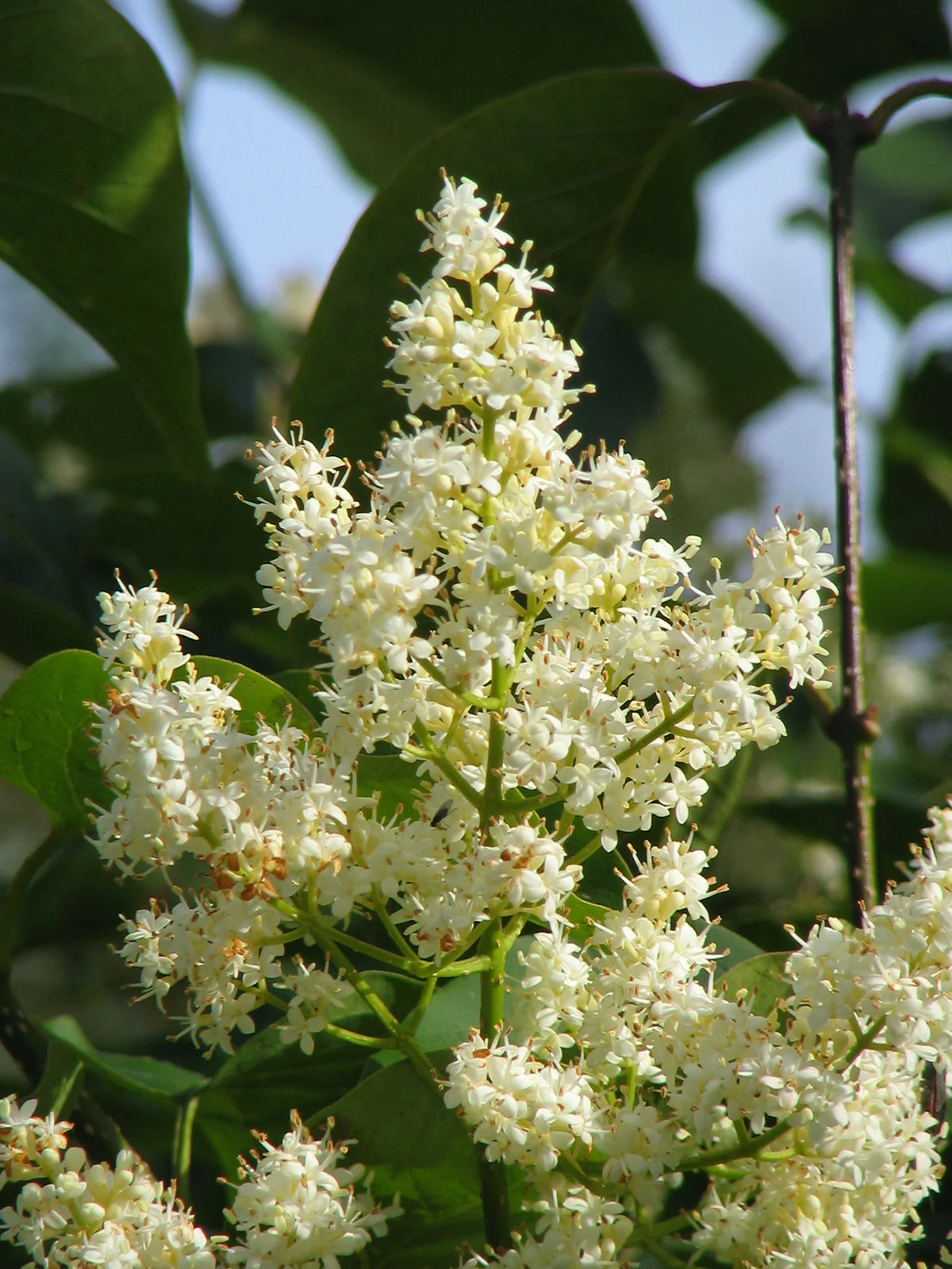 Lilac Japanese Ivory Silk Foliage