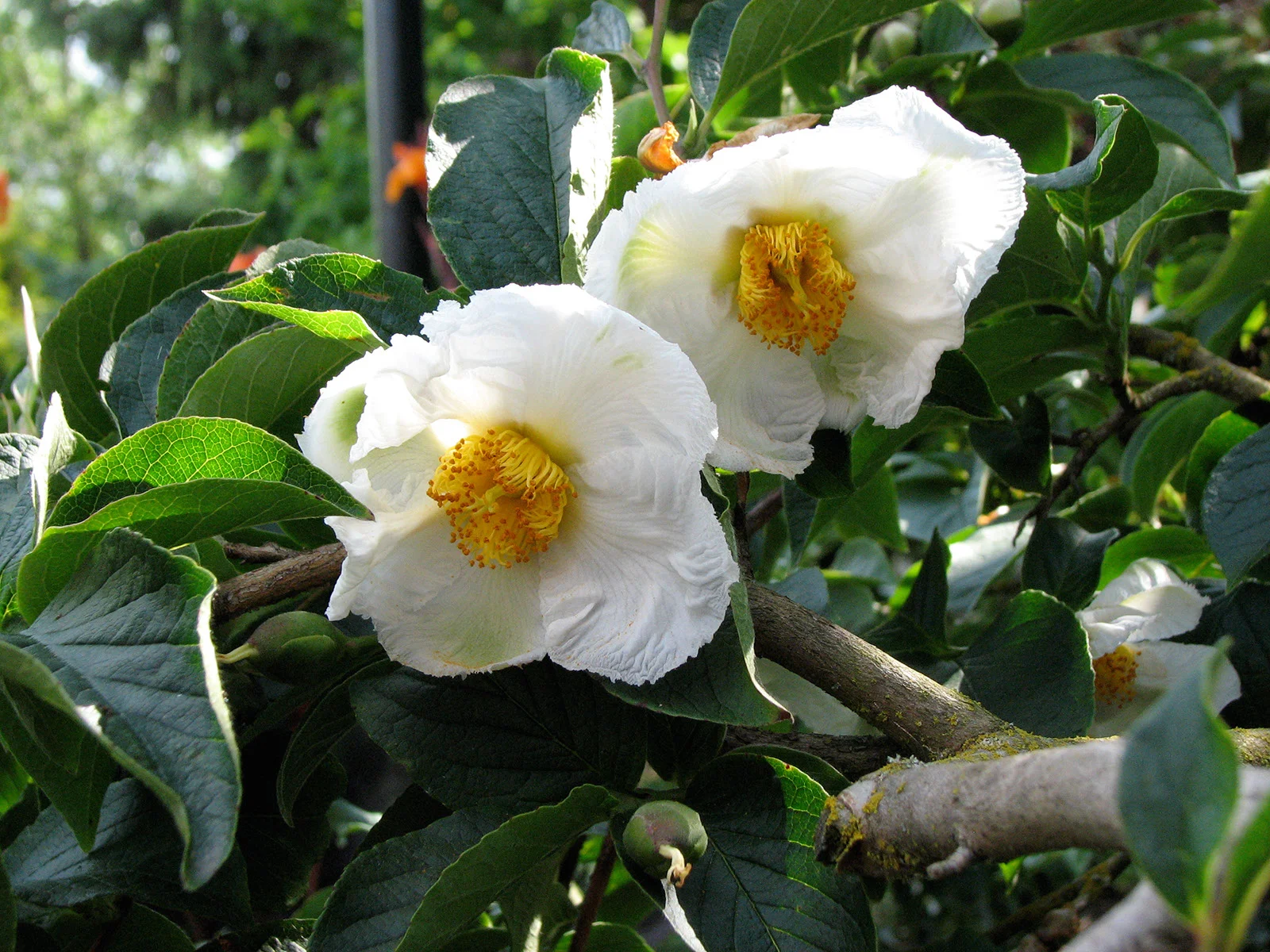 Stewartia Japanese Blooms