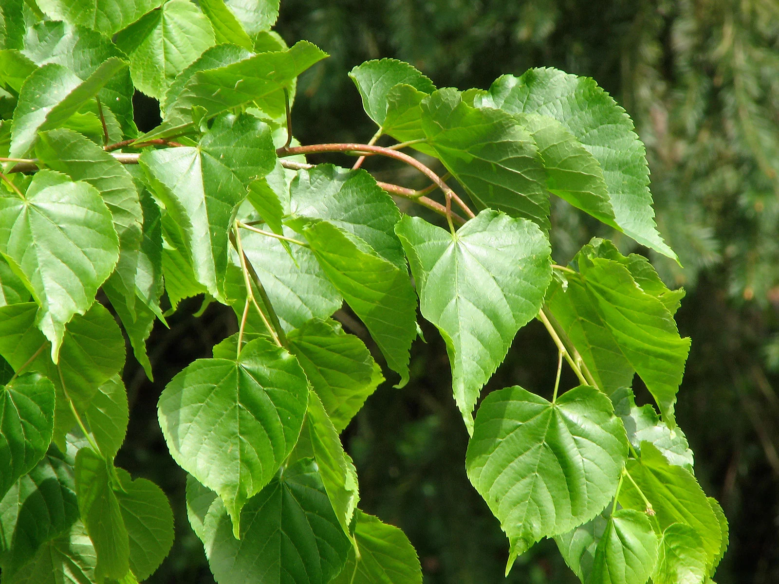 Linden Corinthian Spring Foliage