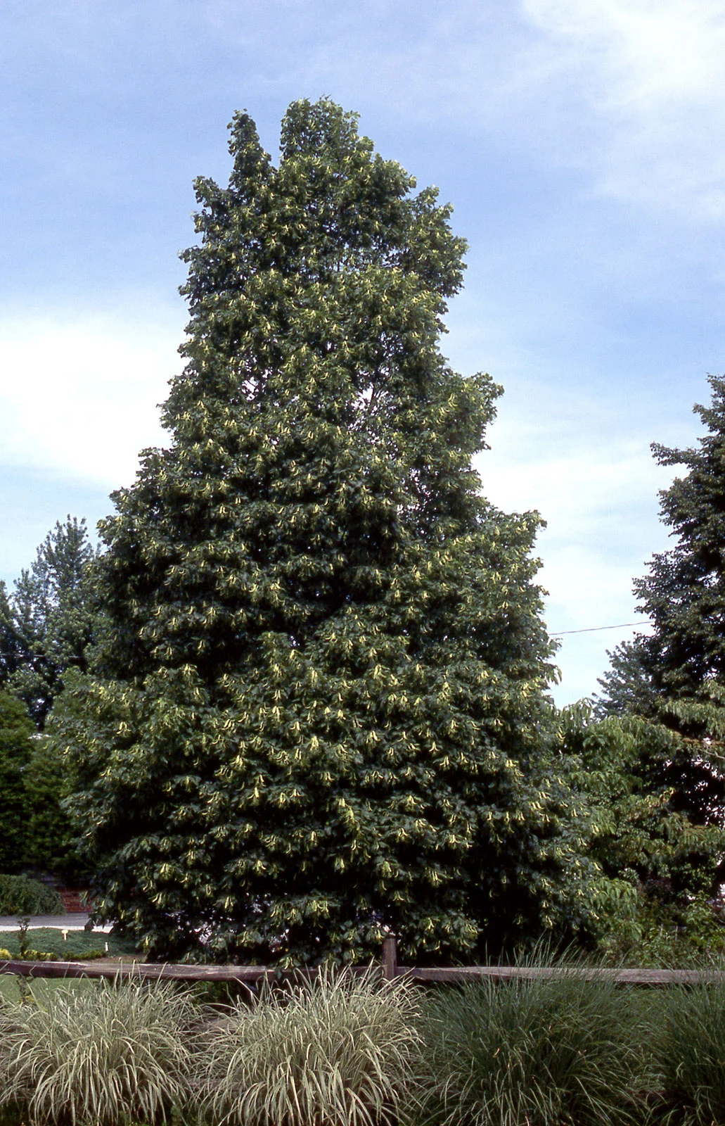 Linden Corinthian