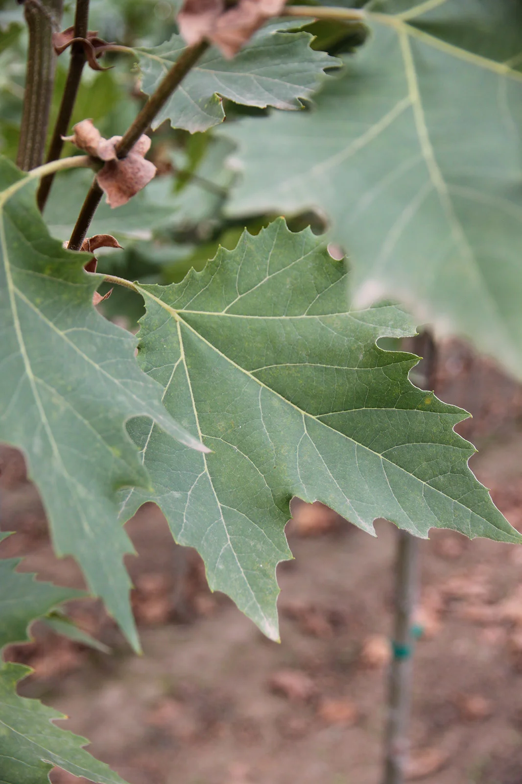 London Plane Exclamation Foliage