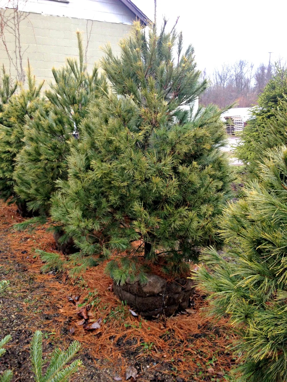 Pine White Tree