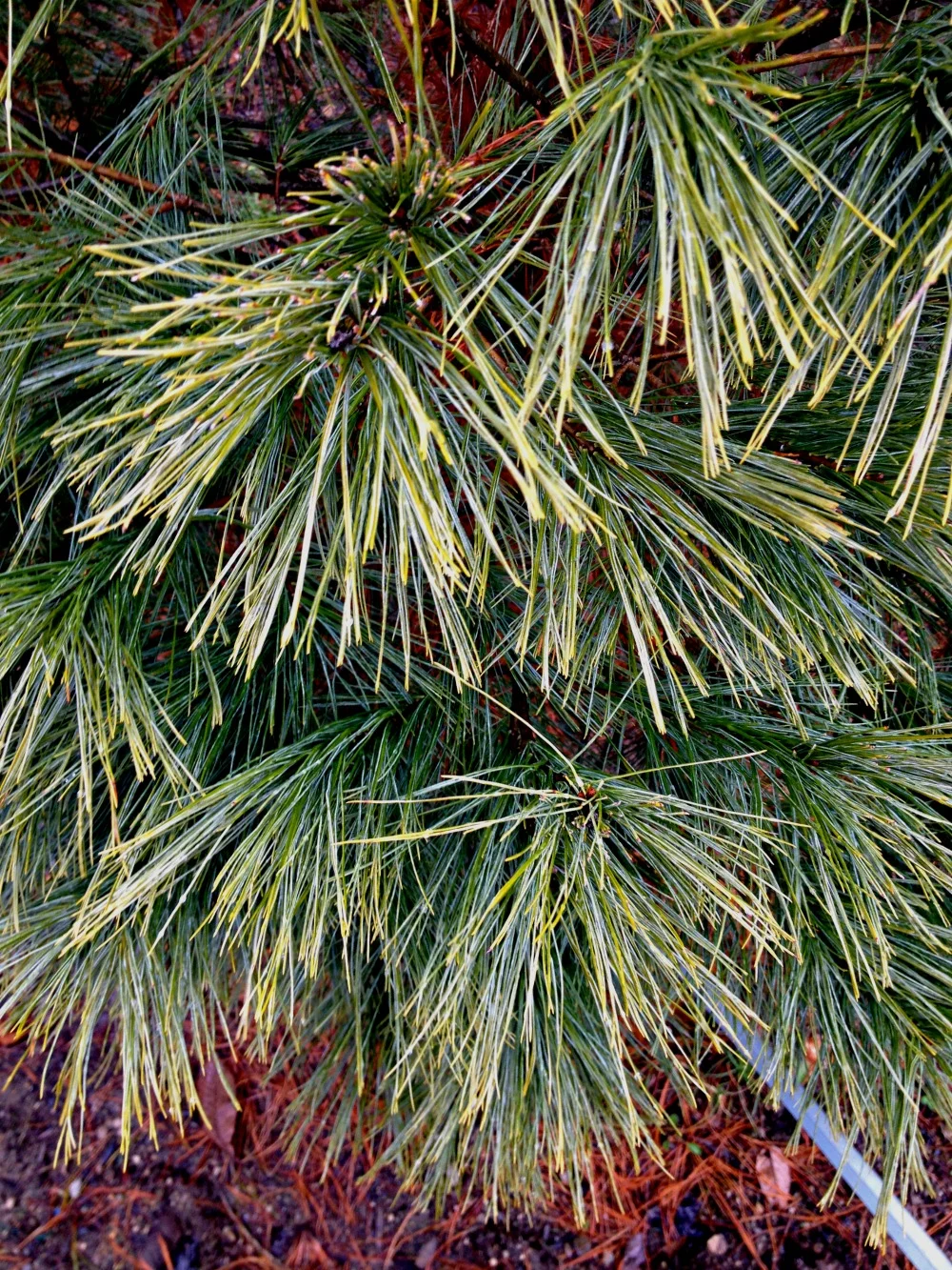 Pine White Tree Foliage