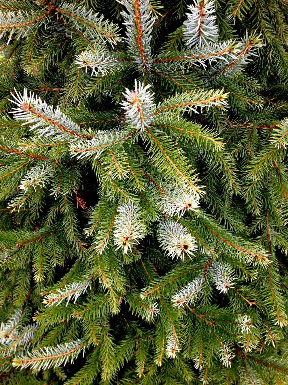 Spruce Serbian Evergreen Tree Foliage