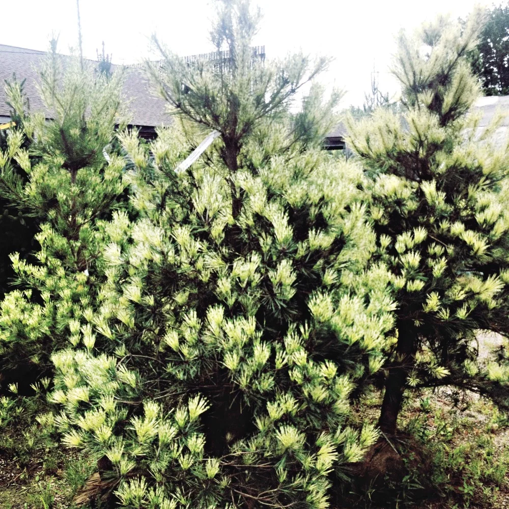 Pine Japanese Red Dragon's Eye Evergreen Tree