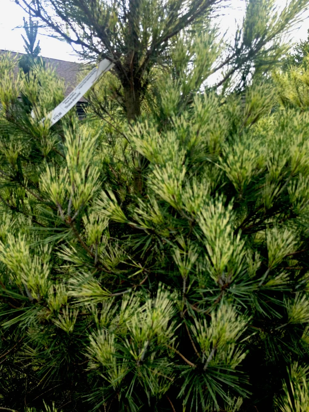 Pine Japanese Red Dragon's Eye Evergreen Tree Foliage
