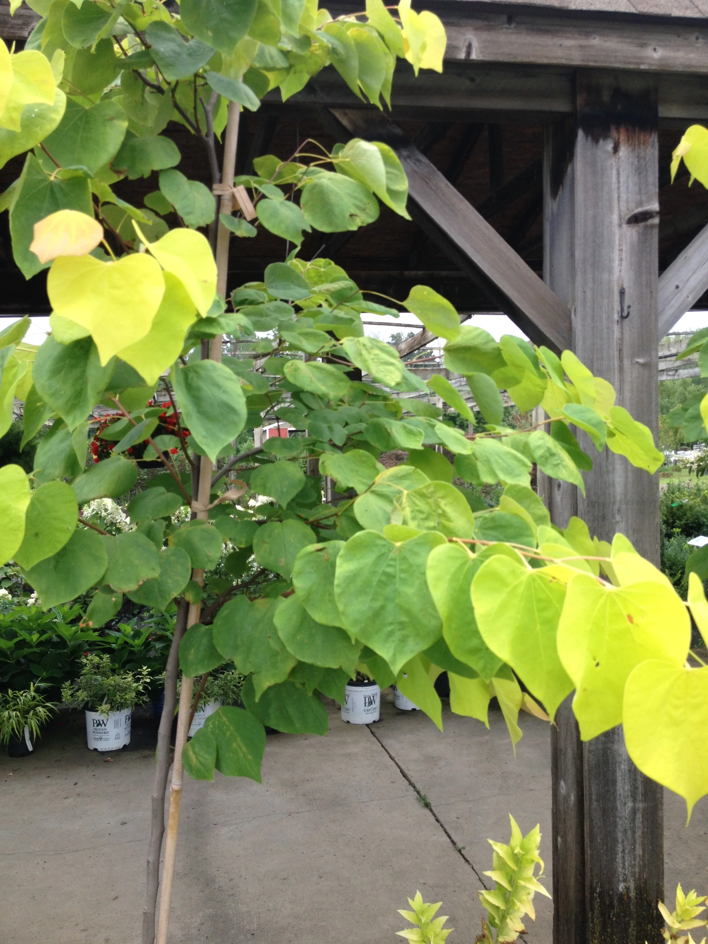 Redbud Hearts of Gold