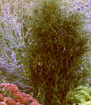Buckthorn Fineline
