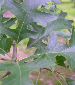 Oak Pin