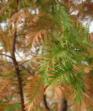 Dawn Redwood Gold Rush Foliage