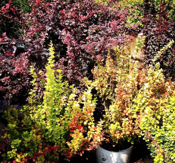Barberry 'Sunjoy Gold Pillar' Shrub