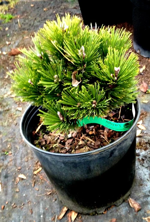 Pine Bosnian Banderica Evergreen Tree