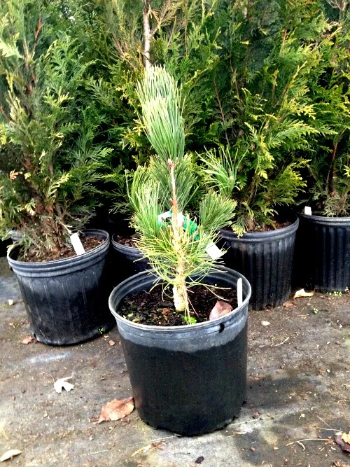 Pine Bosnian Columnar Satellite