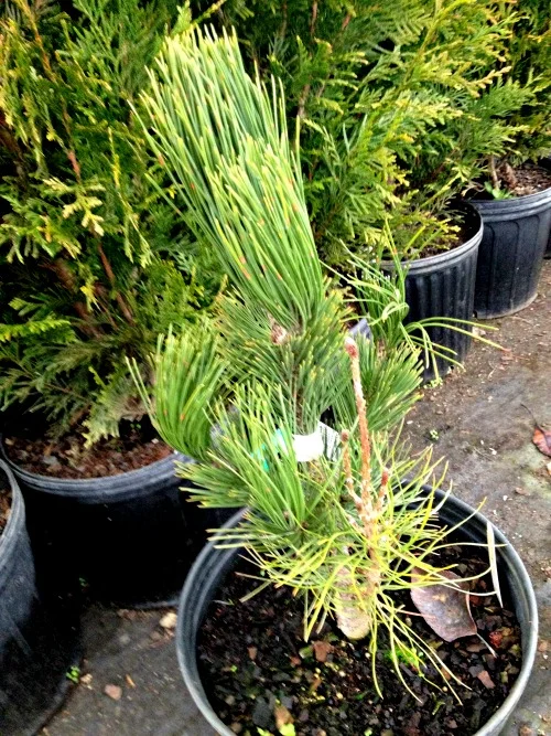 Pine Bosnian Columnar Satellite Evergreen Tree