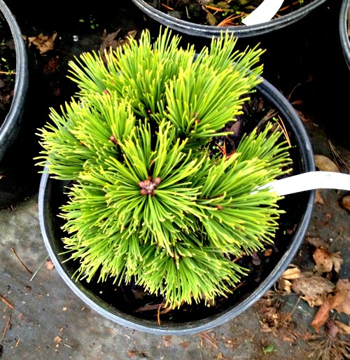Pine Bosnian Dwarf Smidtii