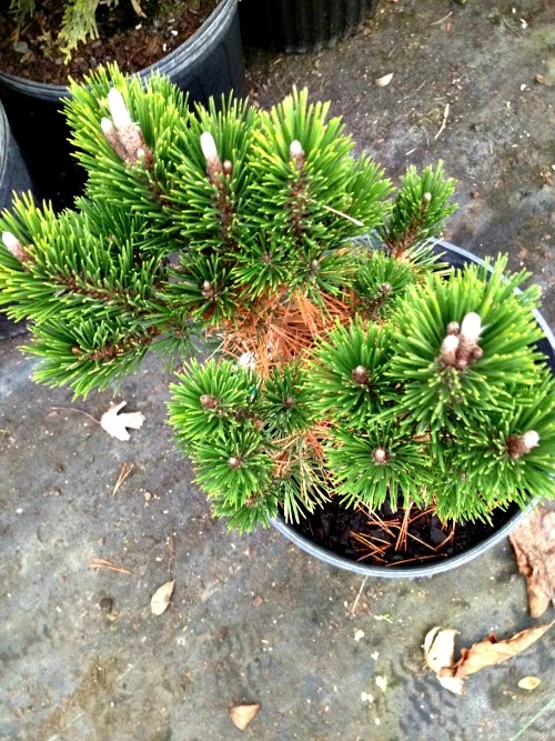 Pine Japanese Black Koto Buki