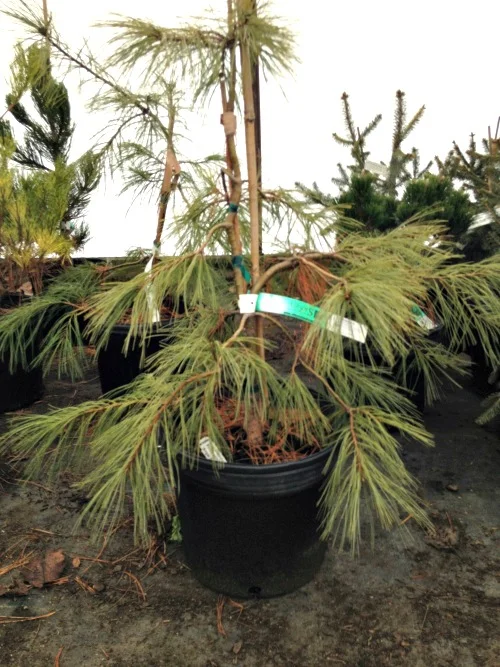 Pine Japanese Red Weeping