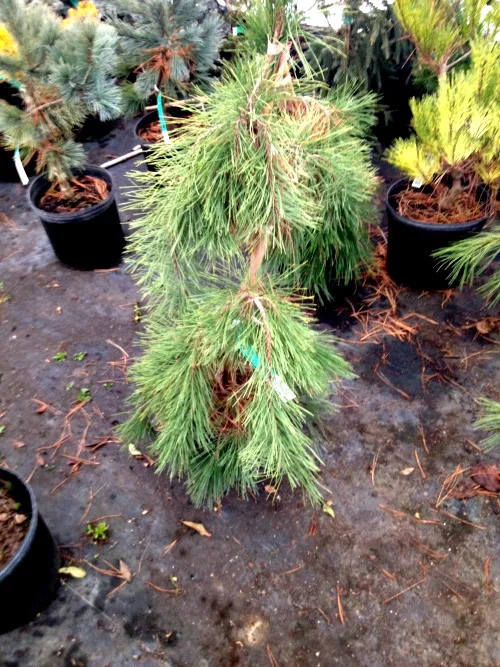 Pine Japanese Red Weeping Evergreen Tree