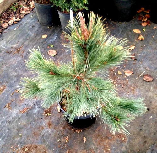 Pine Limber Glauca Reflexa Evergreen Tree