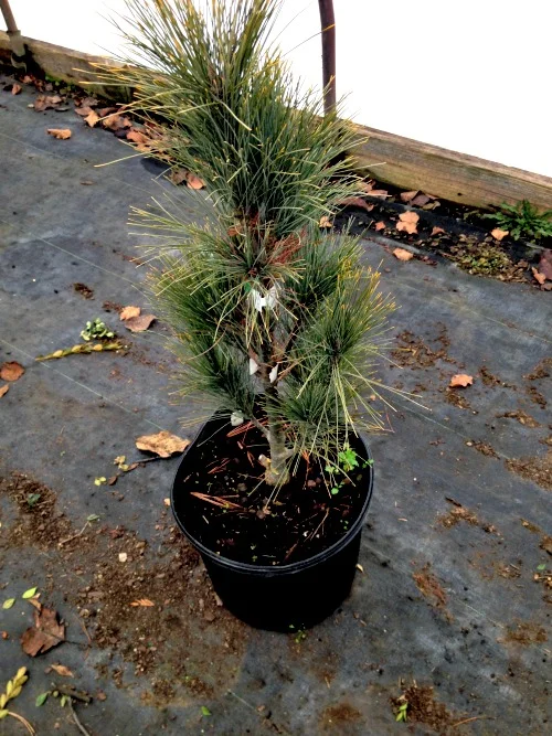 Pine White Eastern Stowe Pillar