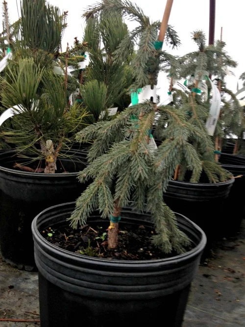 Spruce White Weeping Evergreen Tree