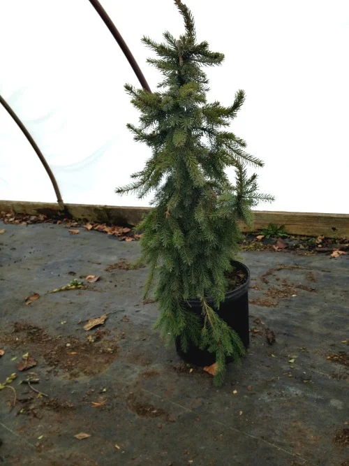 Spruce Serbian Weeping Evergreen Tree