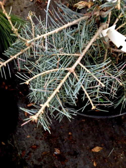 Fir Concolor Blue Cloak Foliage