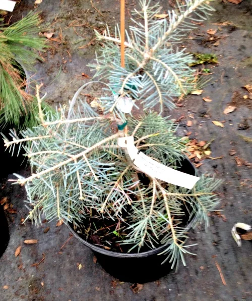 Fir Concolor Blue Cloak Tree