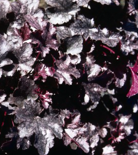 Coral Bell 'Plum Pudding'