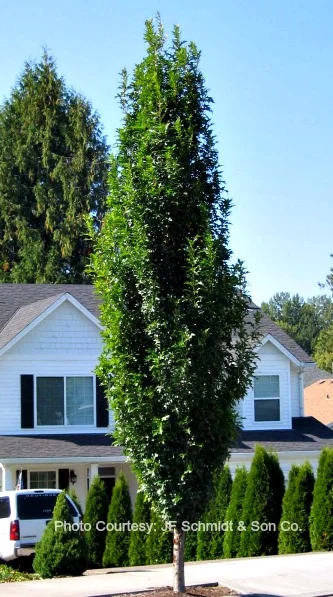 Oak Green Pillar Pin