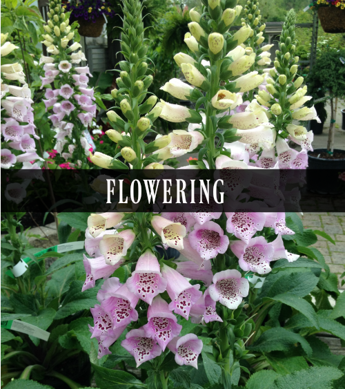 Perennials that bloom flowers during spring and summer 