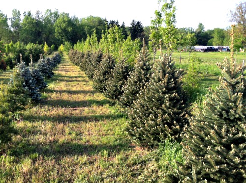 Evergreen Trees in Tree Nursery Field Location