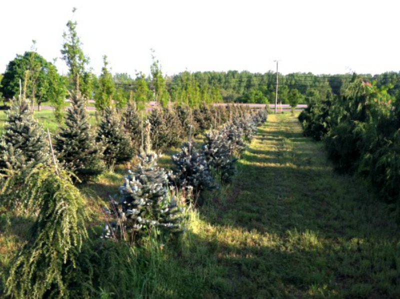 fieldtrees2.jpg