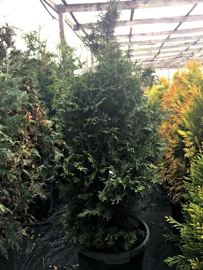 Arborvitae Sugar N Spice