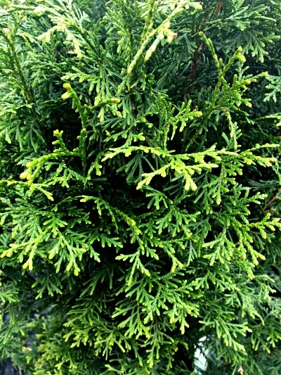Arborvitae Sugar N Spice