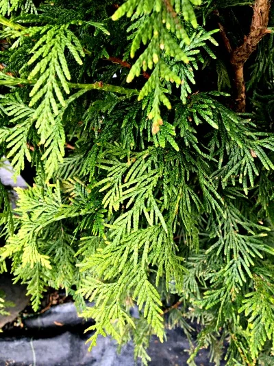 Arborvitae Western Can Can