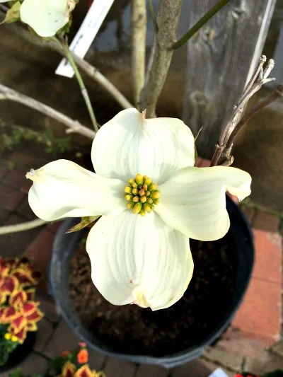 Dogwood Appalachian Snow