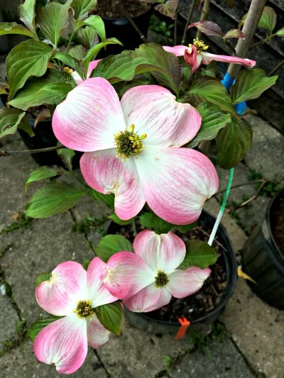 Dogwood Cherokee Brave