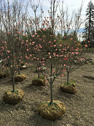 2rubradogwood.jpg
