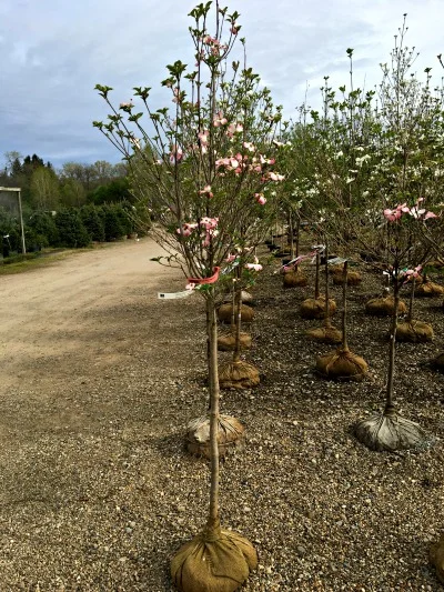 Dogwood 'Prairie Pink'