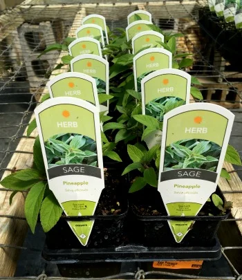 Sage Pineapple Herbs (Flat)