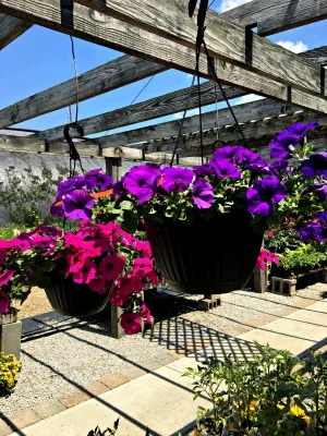 10" Wave Petunia Hanging Baskets