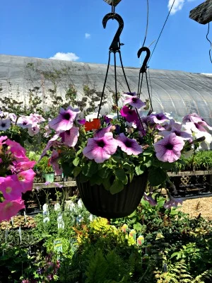10" Wave Petunia Hanging Baskets
