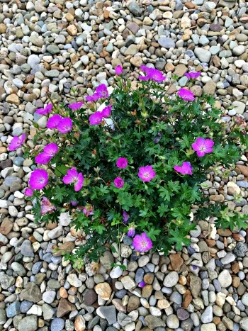 Geranium 'Max Frei'